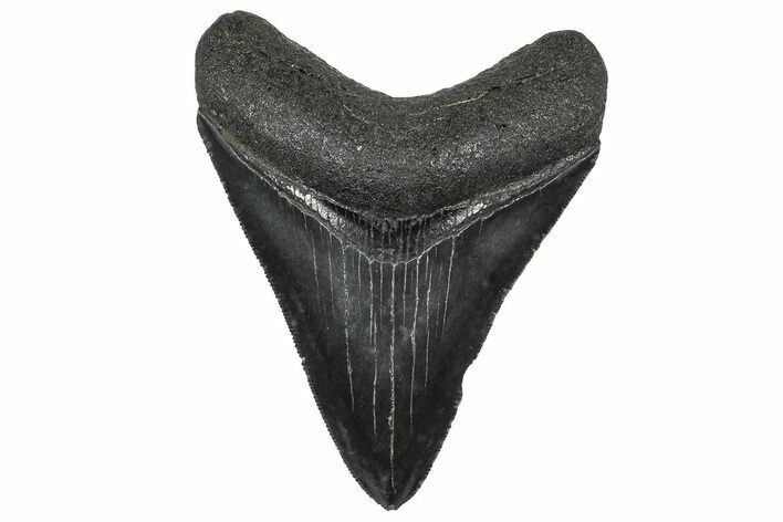 Serrated, Fossil Megalodon Tooth - South Carolina #362452